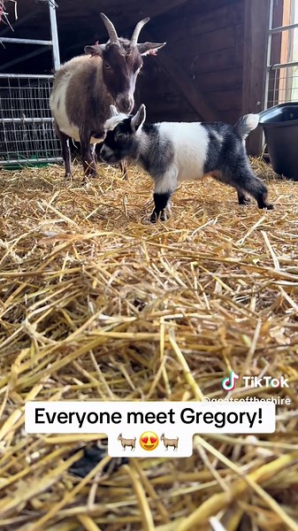 🐐 Name Reveal!! 🌟 #goat #goatsoftiktok #goatsoftheshire #kidding #2025 #2025 #babies #fyp #pygmygoats #pygmy #ordinary #name #namereveal