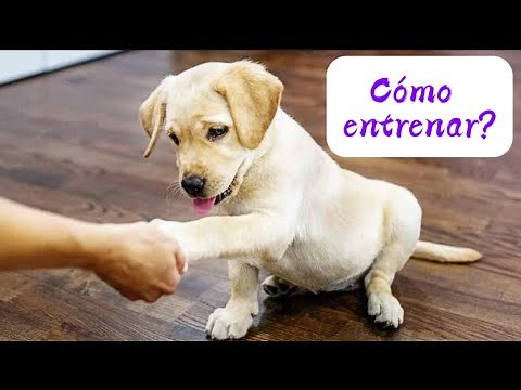 How to Train a Labrador Retriever: Tips and Tricks 🦮🐾