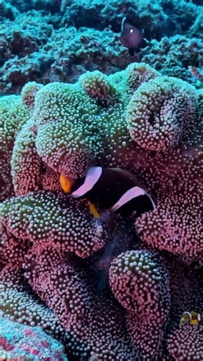 Poisson clown #plongee #scubadiving #reunion_island #underwaterlife #fish #ocean