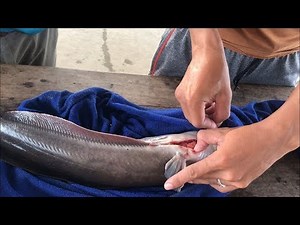 Fish hatchery - Fish breeding - Catfish breeding