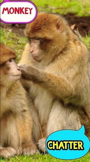 🐒 Monkey Sound | Ooh Ooh Aah Aah | Animal Sounds for Kids