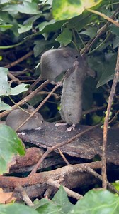 40K views · 4.1K reactions | The youngest mice together on the hedgerow this afternoon, watch mouse show us his toes | The Mouse family that live by the brambles | Facebook