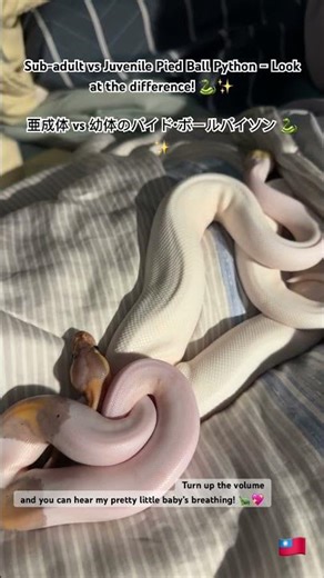 Sub-adult vs Juvenile Pied Ball Python – Look at the difference! 🐍✨亜成体 vs 幼体のパイド・ボールパイソン #reptiles