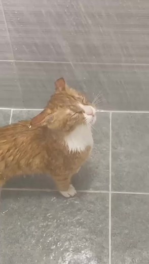 Badcat (@badhoneycat)’s videos with оригинальный звук - Badcat