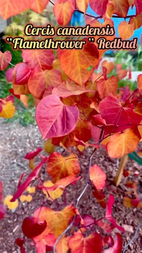 Cercis canadensis “Flamethrower” aka “Eternal Flame”