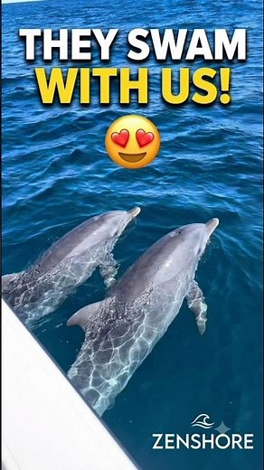 Swimming with dolphins? No, they swam with US! 😍🚤 #dolphins #wildlife