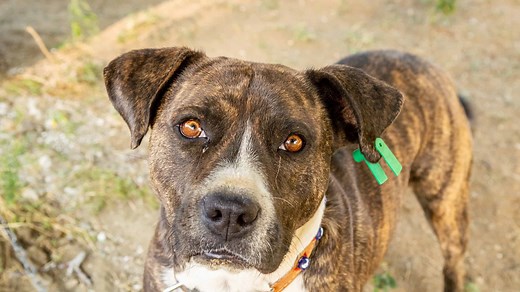 Boston Terrier vs. Pit Bull: Main Differences Explained