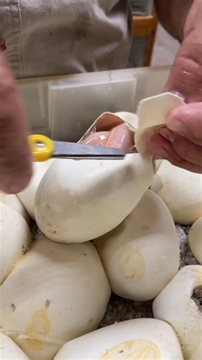 351K views · 3K reactions | While opening a snake egg 讀, we came across one that had its umbilical cord tied in a knot around its body 勞 Thankfully, we spotted it just in time before any damage was done 冀 Nature can be cruel and many animals don’t even make it to the starting line沈 This is why it is important for us to be there when these babies enter the world ✨ Grateful we could help this little hatchling get a healthy start!  | Jayprehistoricpets | Facebook