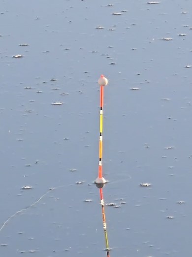 Grass carp on a worm #fishing #carp #fish
