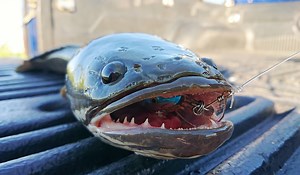 'It Breathes On Land': Invasive Northern Snakehead Fish Found in Georgia | OutdoorHub