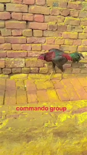 thai moga#commando #sports #account #