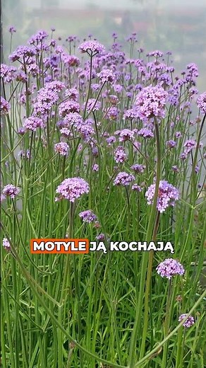 5 bylin, które kwitną najdłużej! 🌸⏳ Kwiaty non stop przez całe lato!