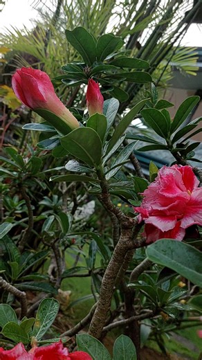 25 reactions · 10 comments | scientifically as Adenium obesum, originates from the arid regions of Africa and the Arabian Peninsula. It has a storied past, being revered in ancient Egyptian culture as a symbol of resilience and rebirth. Have a beautiful Sunday | Flo S. Goodrick | Facebook