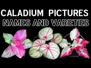 Caladium Names Pictures Varieties and Colors here are the most Beautiful caladium ever