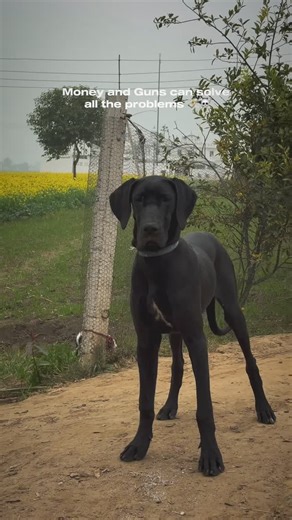 THE DANE’s on Instagram: "Gratedane 🚀💪 Once a Lion.. Always a Lion.. GRATEDANE WORLD largest dog breed #gratedane #doglovers #trending #jattmind⚠️🦅 #trendingreels viralreels dogsofinstagram greatdanelove greatdanemoments greatdanepuppyvideos lion greatdanetamilnadubigboy bigdogs"