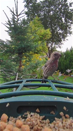 Juvenile Male House Finch Growing His Colors