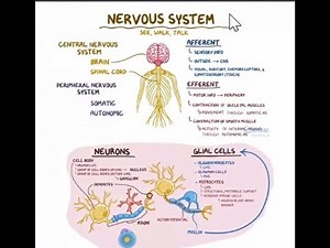 physiologie du système nerveux végétatif