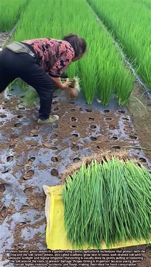 Scientific Overview of Harvesting Green Onions in Garden Farming Systems