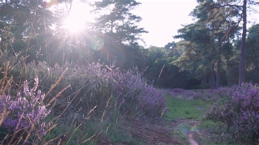Heather, Blooming, Sun. Free Stock Video