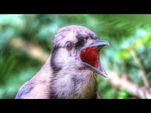Blue Jay's Perfect Imitation of a Red Shouldered Hawk Call