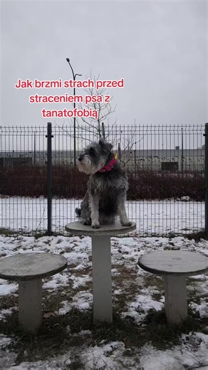 #thanatophobia #dogcomunity #bellaimaja #dlaciebie #bella