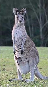 Why Kangaroos Can’t Walk Backward! 😱🦘