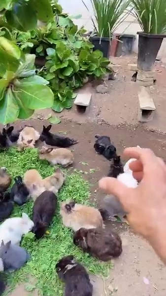 We found a beautiful black bunny #pets #pet #cuteanimals #rabbit