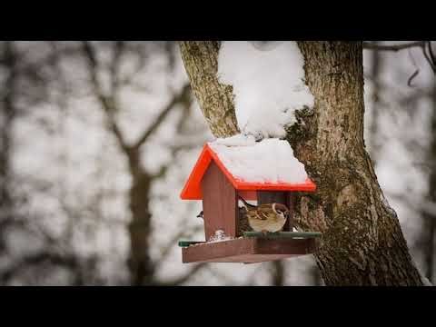 Peaceful Snowfall in the Mountains ❄️ 5K Relaxing Winter Ambience | Stress Relief & Deep Calm
