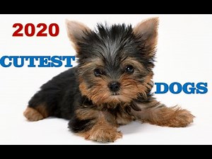 TOP 20 CUTEST DOGS IN THE WORLD 2020