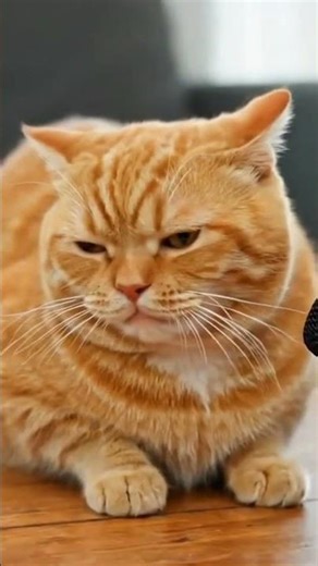 Wawancara Binatang: Sindiran Pedas soal Pejabat Suka Pencitraan #kucinglucu