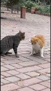 Epic Street Cat Fight Caught on Camera! 2025