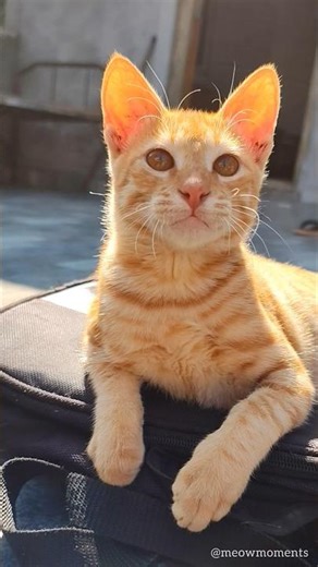 The Definition of Cat-titude 💅🐈‍⬛