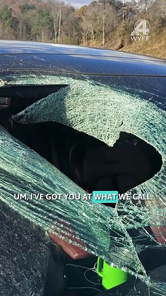 Bald eagle drops cat through windshield in wild 911 call