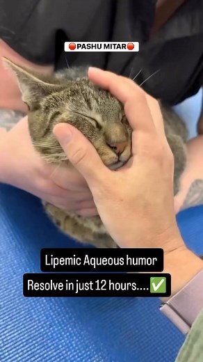 244K views · 902 reactions | Lipemic Aqueous Humor | Naresh Kumar | Facebook