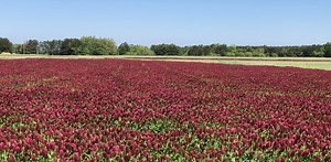 Soil carbon is a valuable resource, but all soil carbon is not created equal