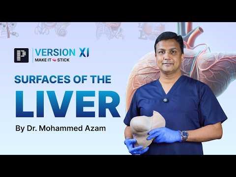 Version XI Dissection Sample | Surfaces Of The Liver