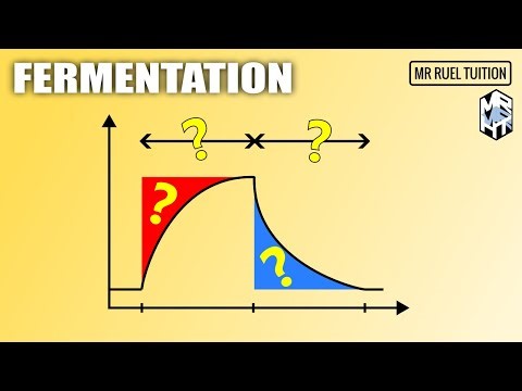 Fermentation | Cellular Respiration