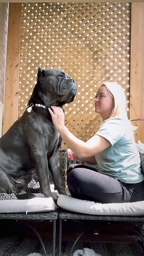 129K views · 5.3K reactions | You Corso is your best friend ❤️殺 - get your Cane Corso training book (check profiIe) | Cane Corso Pets | Facebook
