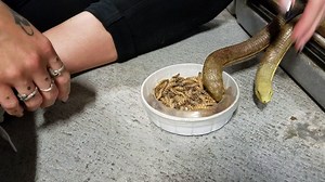 Giant Legless Lizards are definitely one of the most unique reptiles we get in, and also one of our favorites. Definitely a neat addition for any herper and we have some amazing ones in right now! | LLLReptile & Supply
