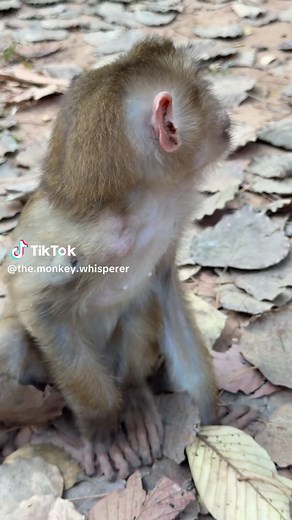Rescue of Abandoned Pigtail Monkey Woody