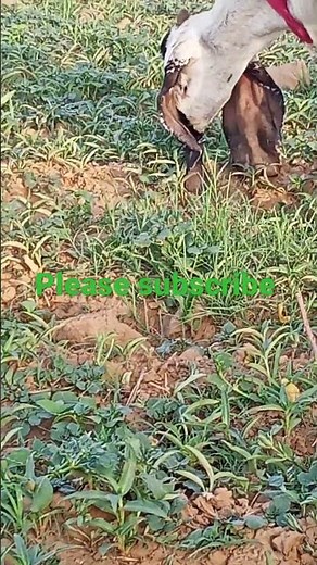 YouTube video - YouTube