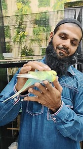 Tamed Budgies at Rehmat Exotics #showbudgies #rehmatexotics #petguruji #tamedbirds | Pet Guruji