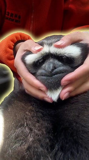 Fascinating Facts About Gibbons You Need to Know