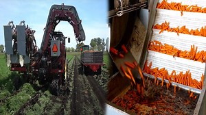 Incredible Carrot Harvesting with Cutting-Edge Equipment