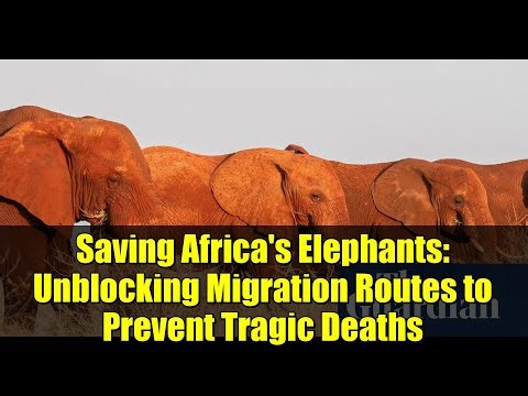 Saving Africa's Elephants: Unblocking Migration Routes to Prevent Tragic Deaths