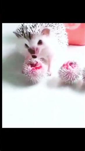 “Cute Hedgehog Playing with Spiky Balls 🦔✨ #Shorts”