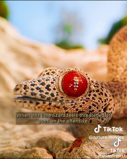 #african #world #africantiktok #tembeakenya🇰🇪 #tembeakenya🇰🇪 #nature #naturelovers #naturelove