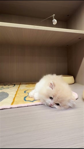 This Tiny Chinchilla Kitten Is Too Fluffy To Move 😭☁️ #cat #petvideo #catshorts