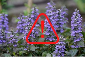 Will Ajuga Choke Out Other Plants? What You Should Know