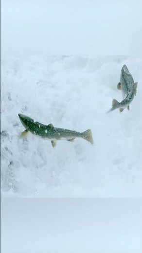 🐟 Salmon spawning and life cycle. How do salmon spawn? 🎣